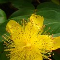 Hypericum calycinum P9